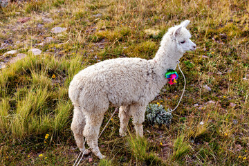 Obraz premium A white llama on Taquile Island in Lake Titicaca, Peru 