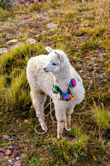 Obraz premium A white llama on Taquile Island in Lake Titicaca, Peru 