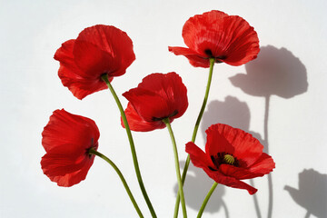 Naklejka premium Red poppies on white background