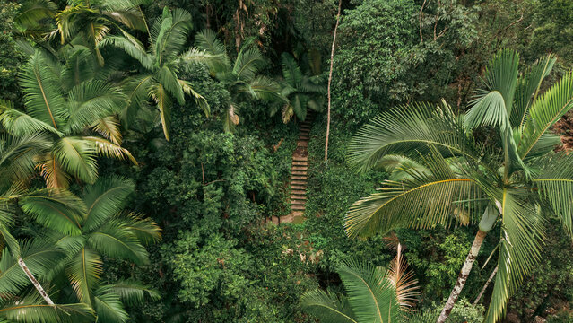 Aerial view of a hidden staircase winding through a dense, vibrant green rainforest canopy, its steps barely visible beneath the lush foliage, Cairns, Queensland, Australia.