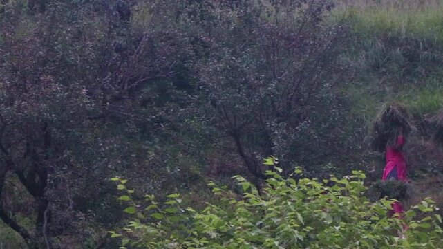 Rural Women Carrying Heavy Grass on Steep Mountain Path