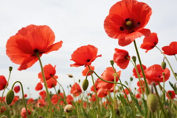 Fototapeta premium Field of Red Poppy Flowers