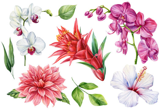 Tropical flowers watercolor set with orchids hibiscus dahlia red ginger blooms and green leaves isolated on white