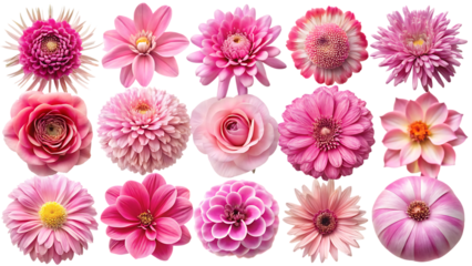 Pink flowers on black background flower collection