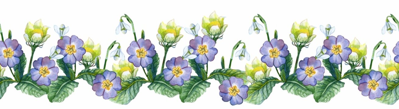 Watercolor floral border with spring flowers, primrose, snowdrop, and pasqueflower on a white background. Watercolor illustration.
