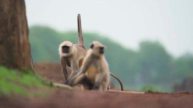 Baby langur learning to stand, Gray langur mother and infant, Young langur playful moment, Langur parenting in wild, Indian langur baby exploration stock video
