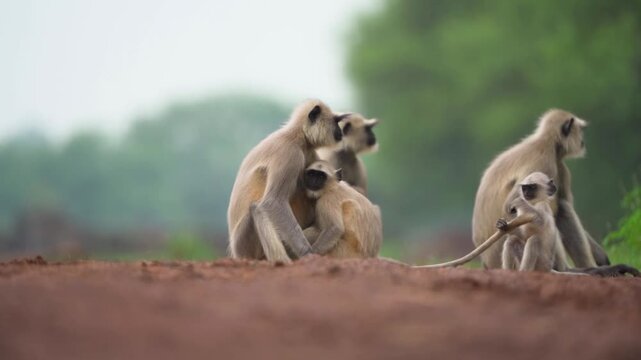 Gray langur family resting, Langur mother with baby, Indian langur social group, Langurs on forest ground, Wildlife langur bonding stock video.