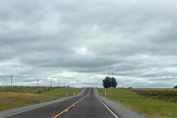 Arboles en la carretera