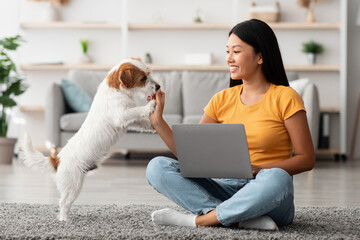 Happy young asian woman and cute small dog fluffy jack russel terrier having fun together at home,...