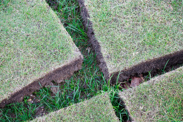 Squares of green slabs of lawn grass turf