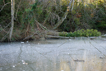 Twigs on frozen surface of icy winter pond