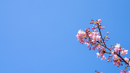 Cherry Blossom Branch on Blue Sky Banner Background with Copy Space

