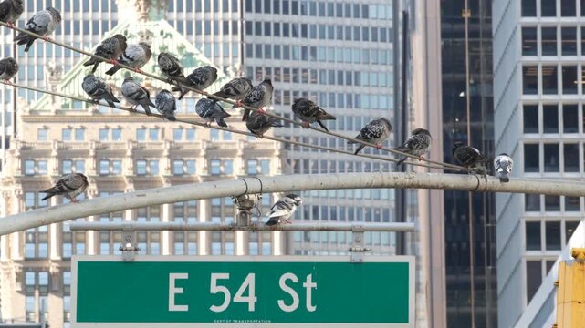 New York Park Avenue, 54 street sign in Manhattan Midtown, United States. Urban road sign in american city, traffic sign in NYC, USA. Building architecture near Grand Central. Pigeon birds.