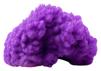 PNG Underwater purple sponge