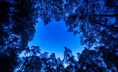 Stars over the pine tree at summer night on dark sky. Pine trees on the foreground.