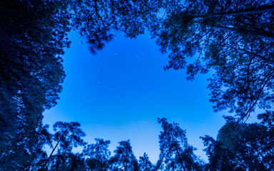 Stars over the pine tree at summer night on dark sky. Pine trees on the foreground.