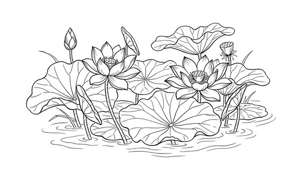 Detailed drawing of lotus flowers, buds, seed pods, leaves and pads floating on water. Line art style.