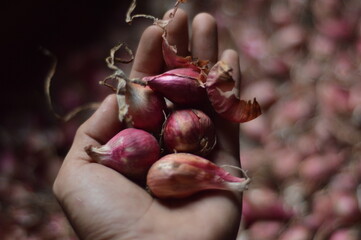 A close-up shot of a farmer's hand holding several fresh red shallots 
with a blurred background of a shallot heap. Authentic farm-to-table photography.