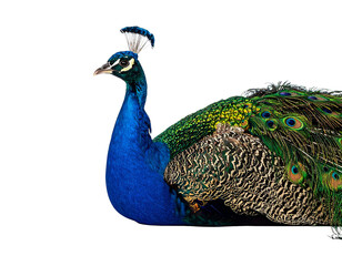 Naklejka premium Vibrant blue and green plumage, iridescent eye spots on fanned tail feathers