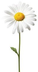 PNG Beautiful daisy flower white photography asteraceae.