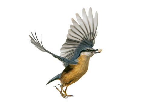 Flying nuthatch with a nut in its beak, isolated on white background.