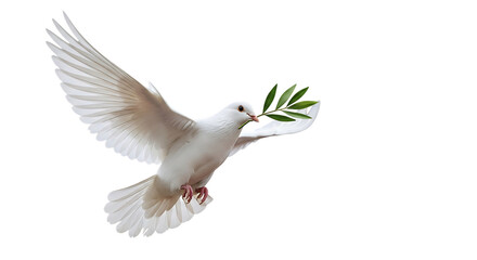 White dove with olive branch isolated on transparent background
