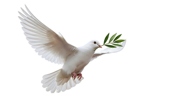 White dove with olive branch isolated on transparent background