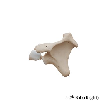Detailed 3d render of right human scapula bone and glenoid joint isolated over white background