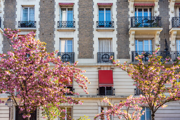 Blooming cherry trees in Montmartre in spring, Paris, France