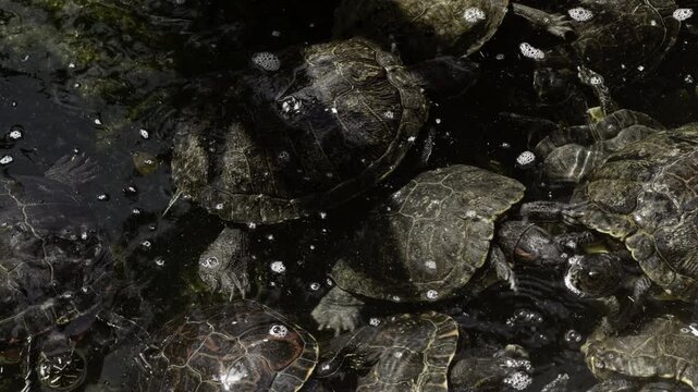 Top view of a group of aquatic turtles swimming in a pond with dark water