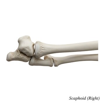Anatomical illustration of right scaphoid bone connected to radius and carpal hand bones