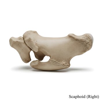 Detailed medical rendering of right scaphoid bone showing unique boat shape and structure