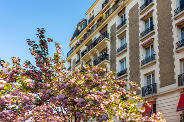 Blooming sakura in spring in Montmartre, Paris, France