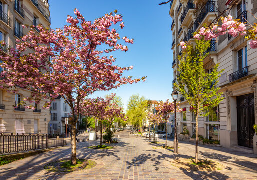Blooming cherry trees in Montmartre in spring, Paris, France