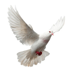 Obraz premium A white dove flying in the air