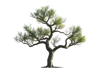 Tree silhouette isolated on transparent background