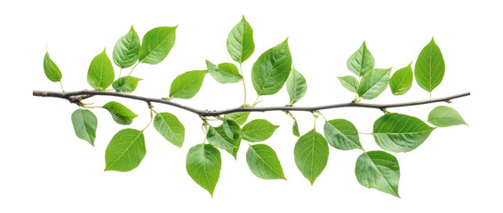Obraz premium PNG Green leaves branches leaf tree illustration.