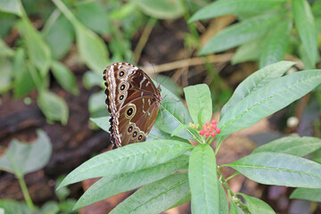 Closeup of a Common Morpho butterfly with its wings closed, England
