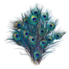 Obraz premium A vibrant peacock feather against a black background