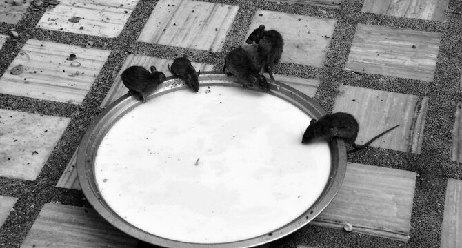 Rats in Shri Karni Mata temple in Deshnoke in Rajasthan state in India