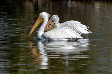 Tres en el lago, un breve descanso.