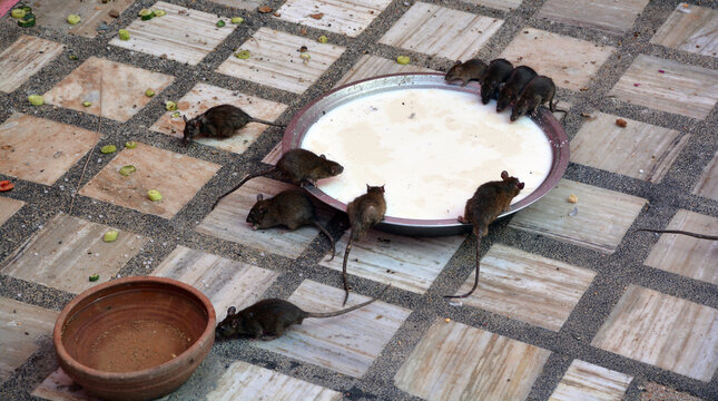 Rats in Shri Karni Mata temple in Deshnoke in Rajasthan state in India