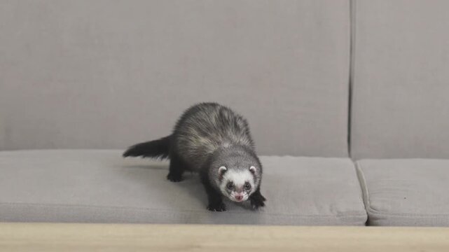 Domesticated dark sable ferret mustela putorius running through modern apartment