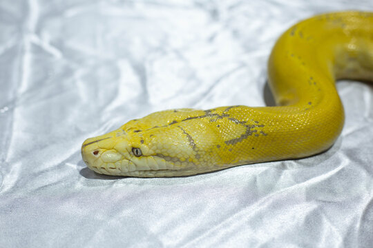 A yellow reptile python snake rests calmly on a light blue colored fabric surface