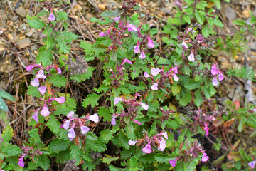 Naklejka premium Teucrium chamaedrys grows in nature in summer