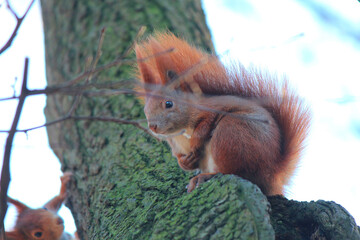 a beautiful squirrel in autumn attire