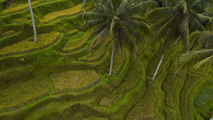 Aerial view of vibrant green and gold rice terraces cascade down the hillsides, dotted with slender palm trees reaching towards the sky, Tegallalang, Bali, Indonesia.