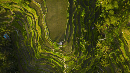 Aerial view of vibrant green rice terraces cascading down the hillsides of Tegallalang, showcasing the intricate irrigation system and lush vegetation, Jalan Raya Tegallalang, Bali, Indonesia.