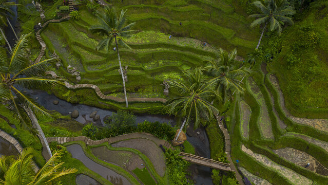 Aerial view of the verdant rice terraces cascading down the hillsides, punctuated by tall palm trees and winding pathways, Tegallalang, Bali, Indonesia.