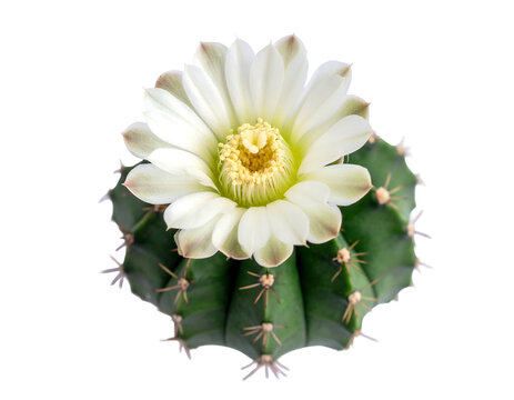 A delicate white cactus flower blooms atop a spiky green succulent